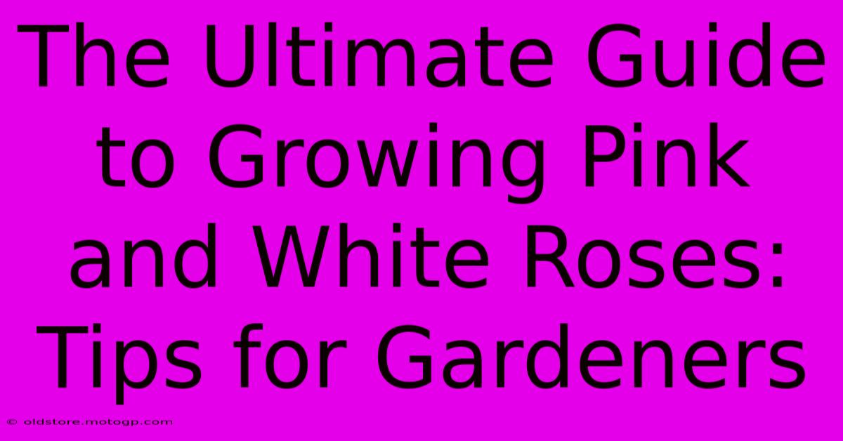 The Ultimate Guide To Growing Pink And White Roses: Tips For Gardeners