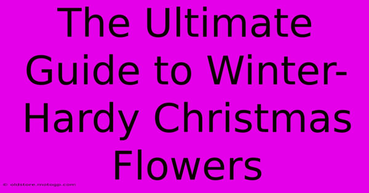 The Ultimate Guide To Winter-Hardy Christmas Flowers