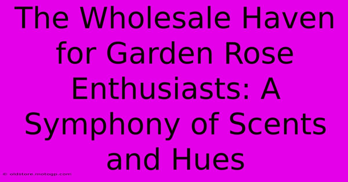 The Wholesale Haven For Garden Rose Enthusiasts: A Symphony Of Scents And Hues