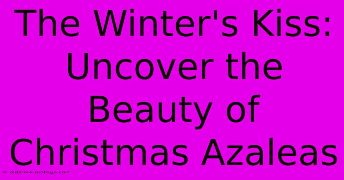 The Winter's Kiss: Uncover The Beauty Of Christmas Azaleas