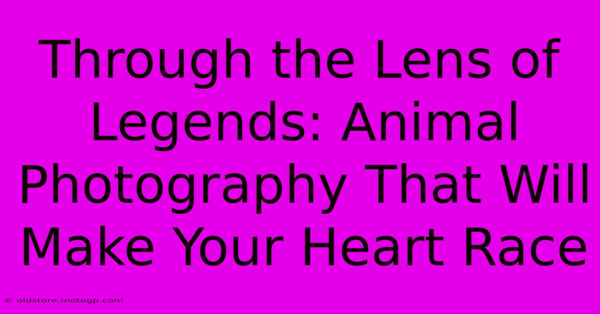 Through The Lens Of Legends: Animal Photography That Will Make Your Heart Race