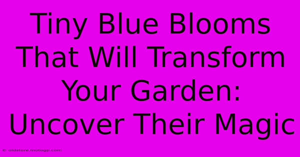 Tiny Blue Blooms That Will Transform Your Garden: Uncover Their Magic