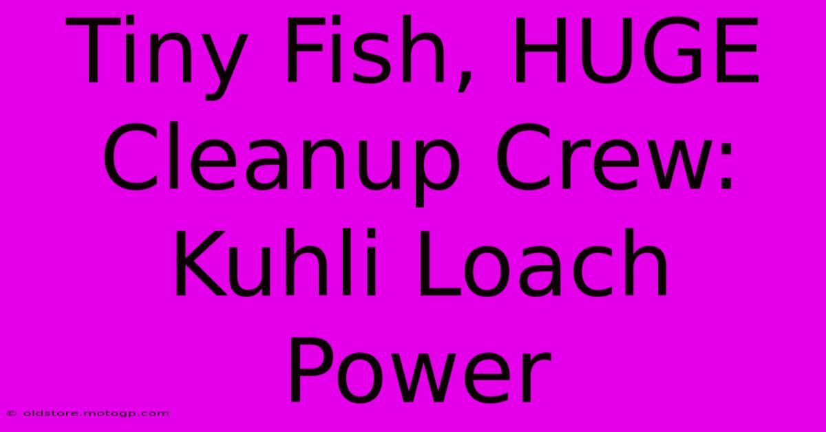 Tiny Fish, HUGE Cleanup Crew: Kuhli Loach Power