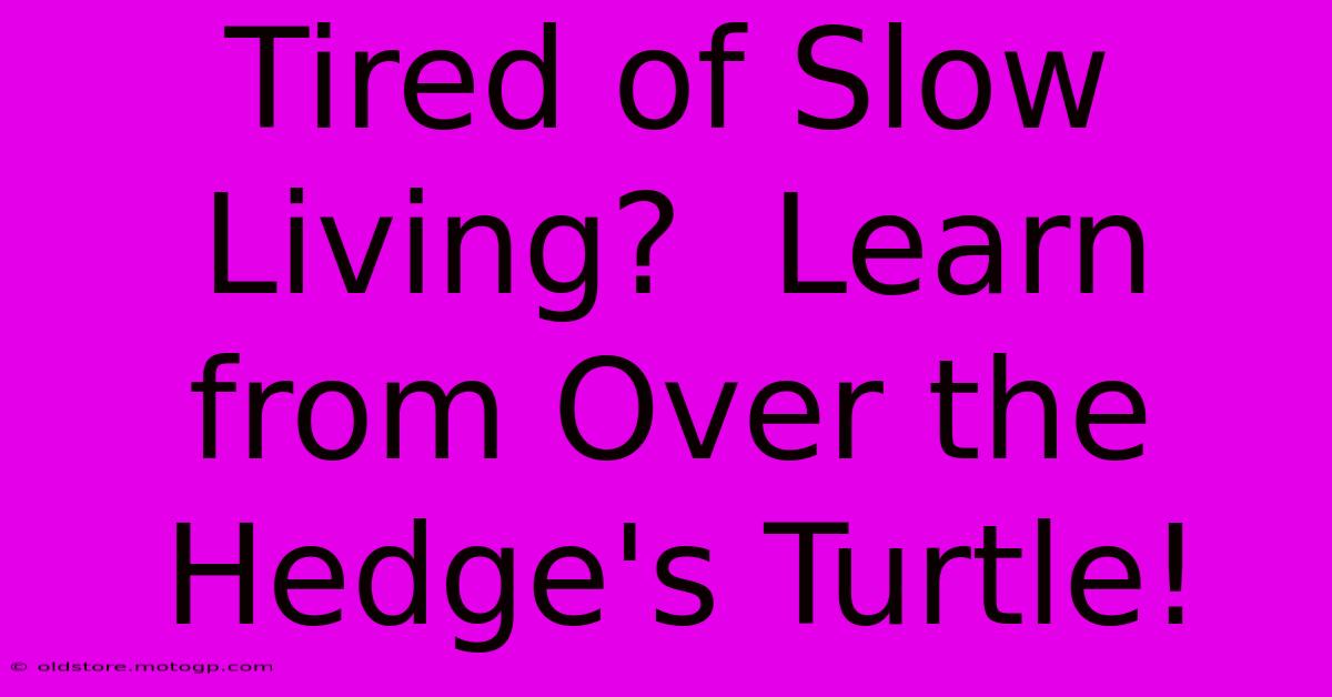 Tired Of Slow Living?  Learn From Over The Hedge's Turtle!