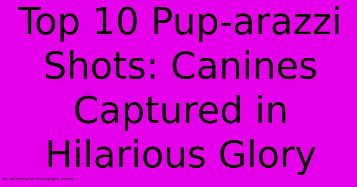 Top 10 Pup-arazzi Shots: Canines Captured In Hilarious Glory