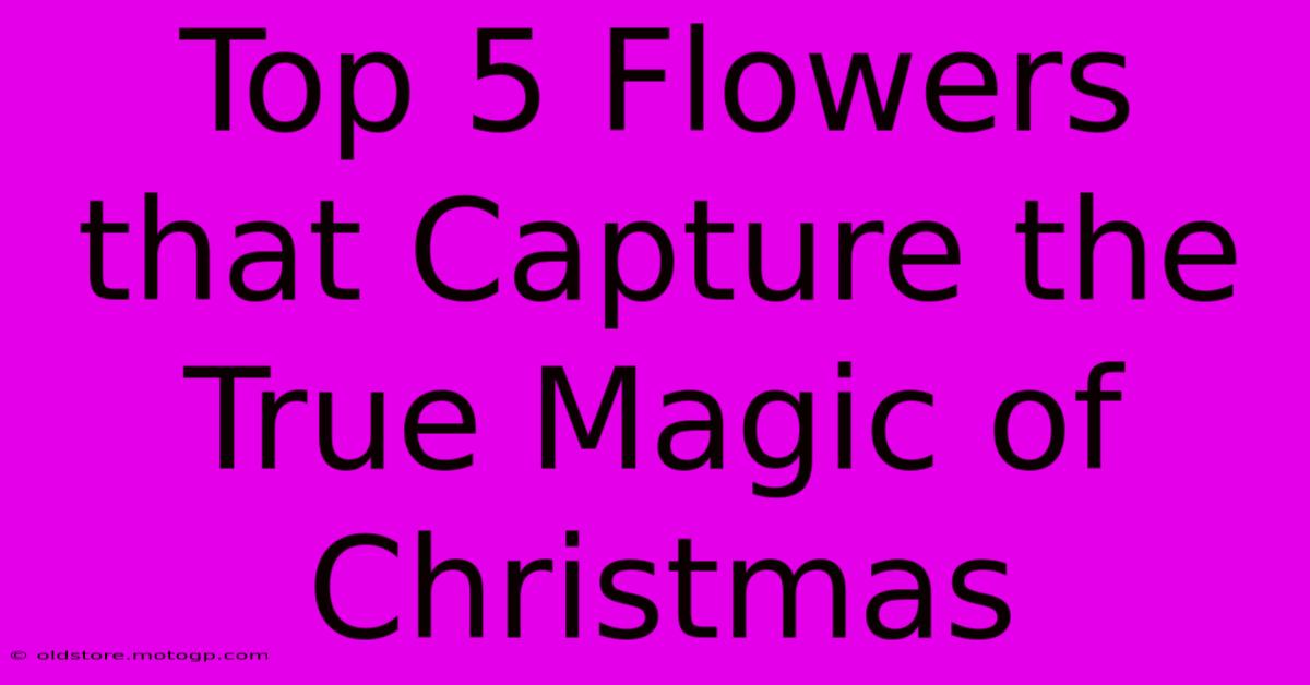 Top 5 Flowers That Capture The True Magic Of Christmas