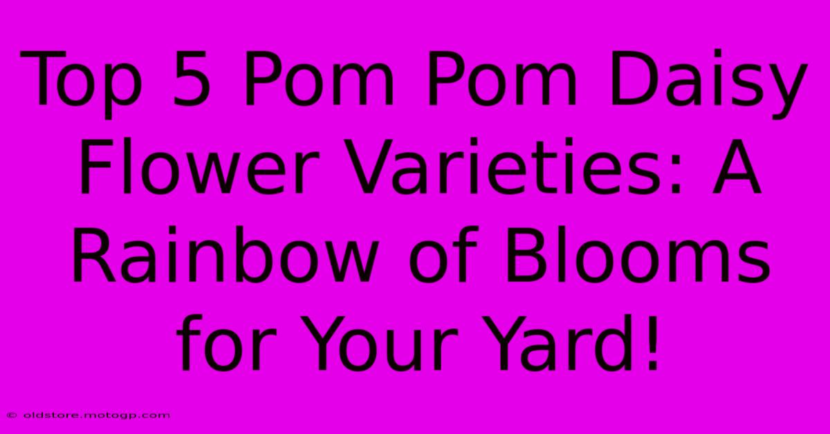 Top 5 Pom Pom Daisy Flower Varieties: A Rainbow Of Blooms For Your Yard!