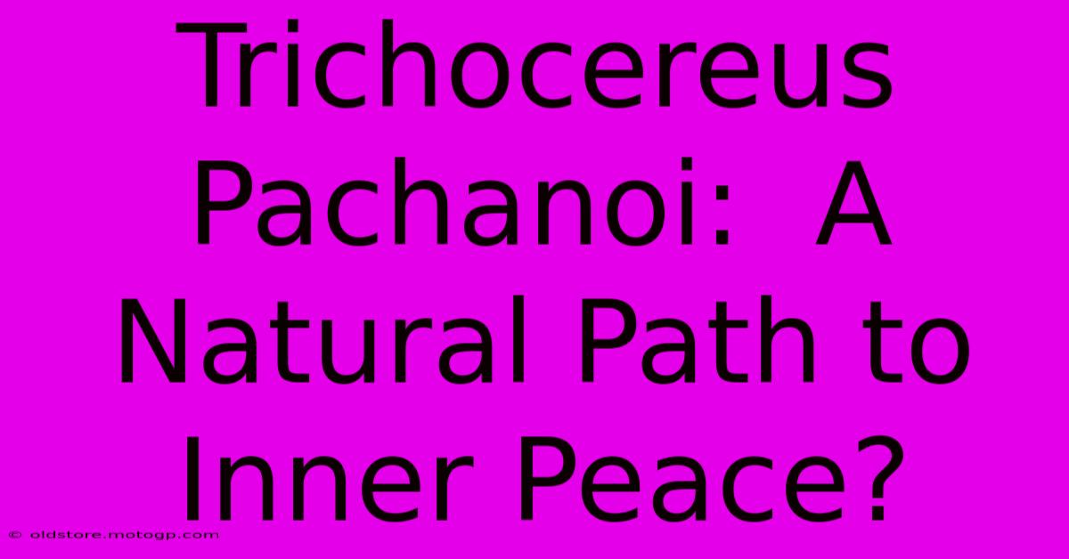 Trichocereus Pachanoi:  A Natural Path To Inner Peace?