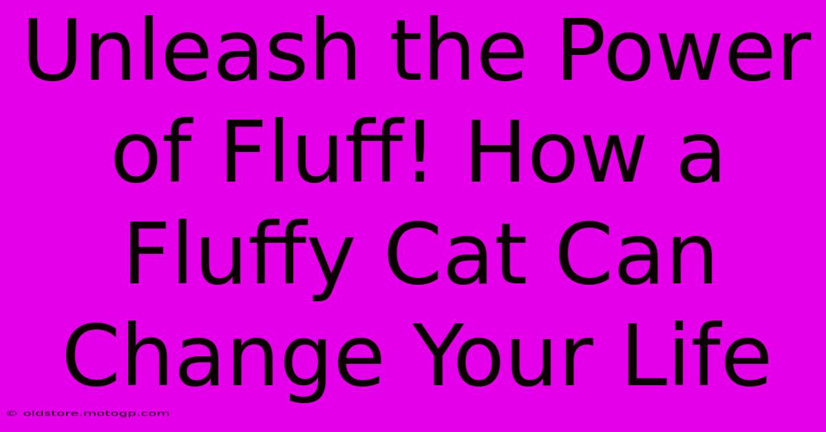 Unleash The Power Of Fluff! How A Fluffy Cat Can Change Your Life