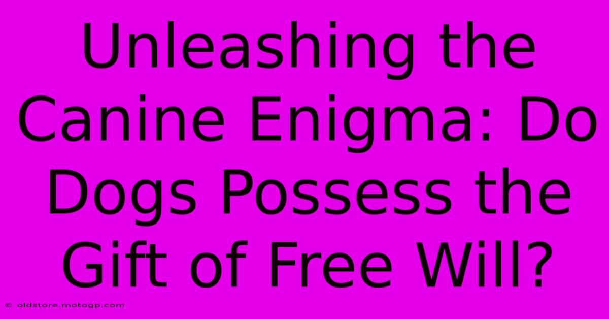 Unleashing The Canine Enigma: Do Dogs Possess The Gift Of Free Will?