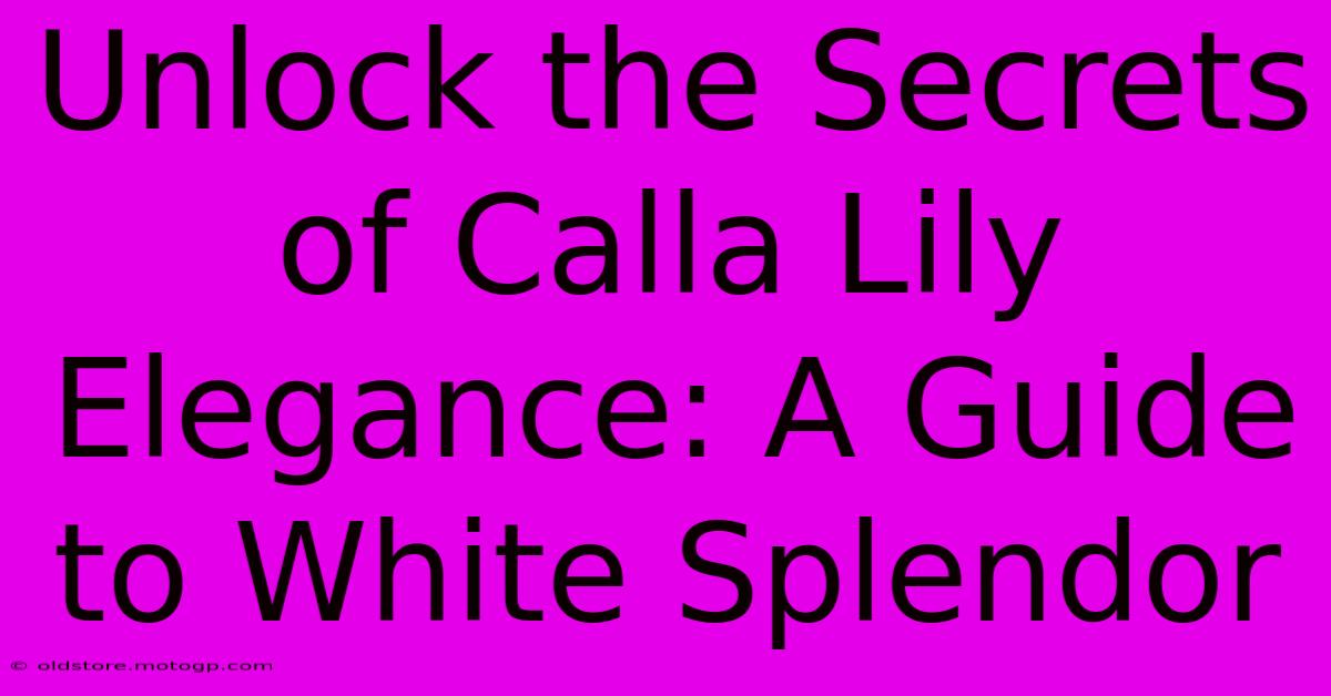 Unlock The Secrets Of Calla Lily Elegance: A Guide To White Splendor