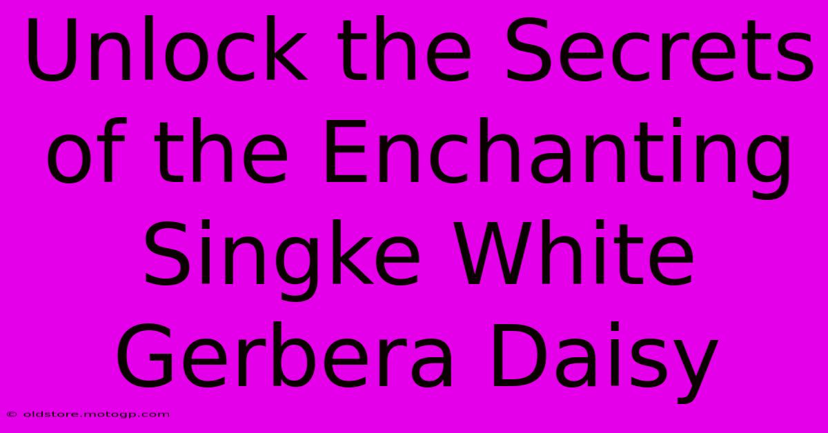 Unlock The Secrets Of The Enchanting Singke White Gerbera Daisy