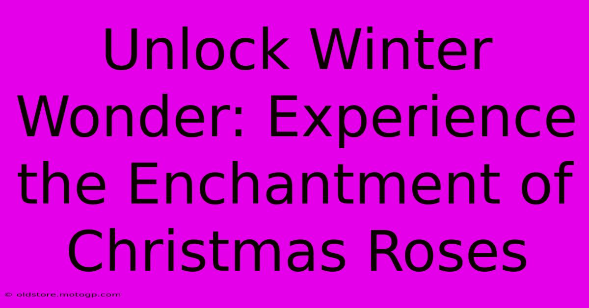 Unlock Winter Wonder: Experience The Enchantment Of Christmas Roses