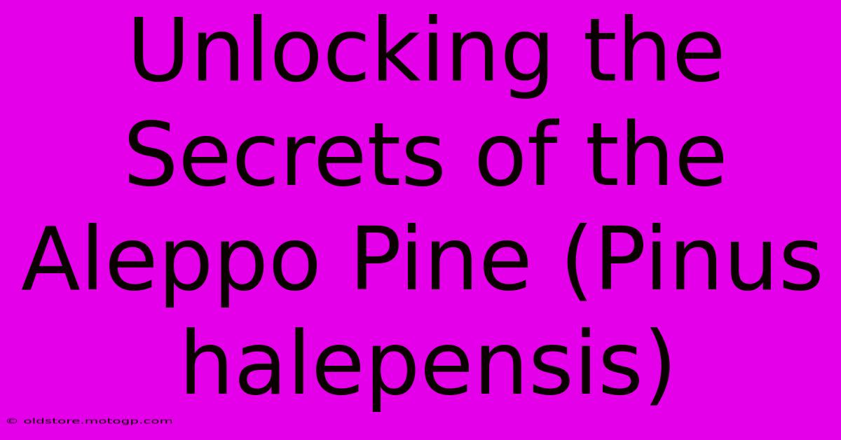 Unlocking The Secrets Of The Aleppo Pine (Pinus Halepensis)