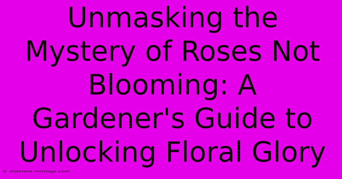 Unmasking The Mystery Of Roses Not Blooming: A Gardener's Guide To Unlocking Floral Glory