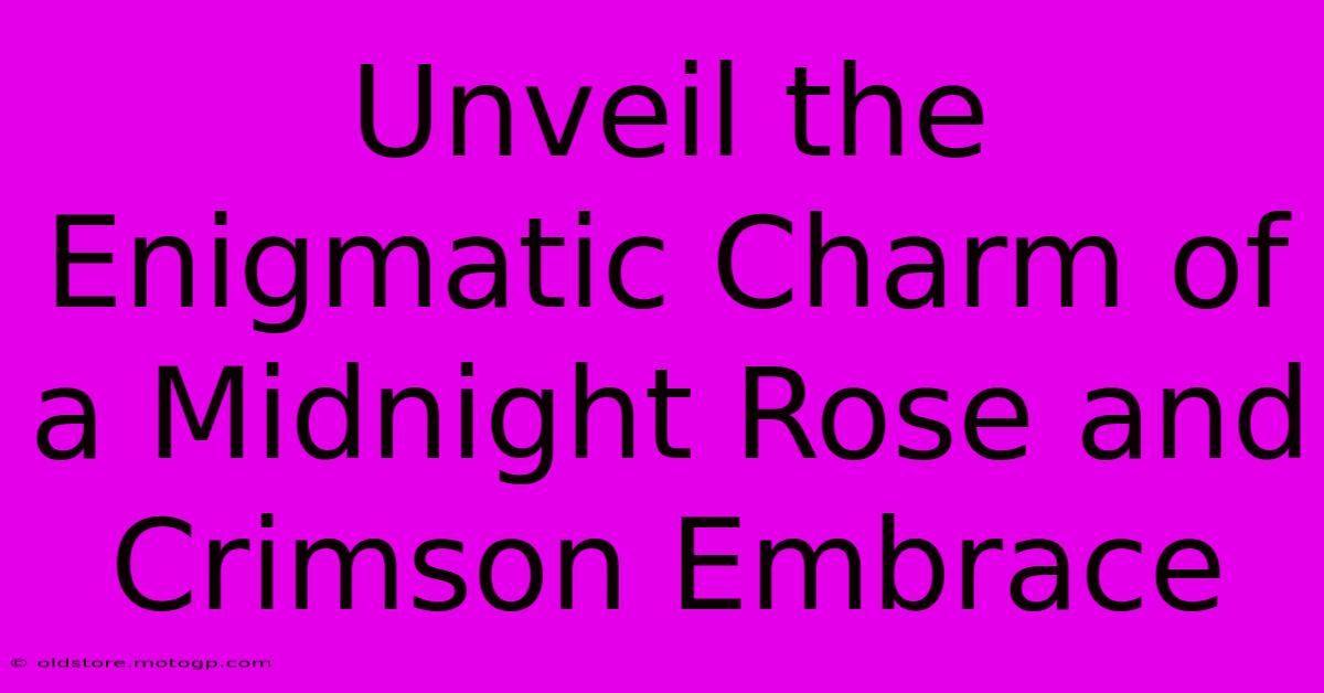 Unveil The Enigmatic Charm Of A Midnight Rose And Crimson Embrace