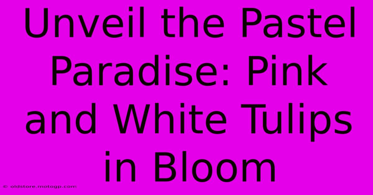 Unveil The Pastel Paradise: Pink And White Tulips In Bloom