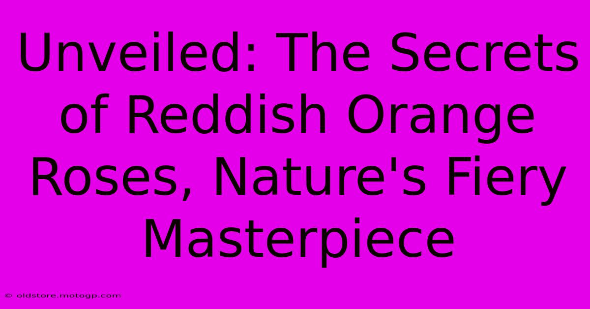 Unveiled: The Secrets Of Reddish Orange Roses, Nature's Fiery Masterpiece