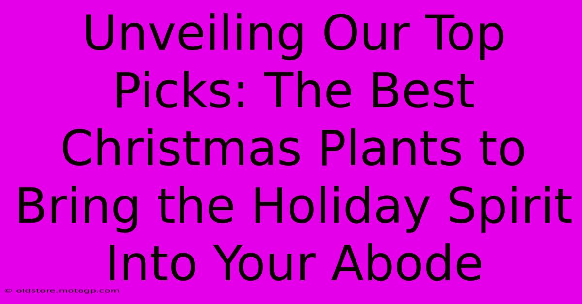 Unveiling Our Top Picks: The Best Christmas Plants To Bring The Holiday Spirit Into Your Abode