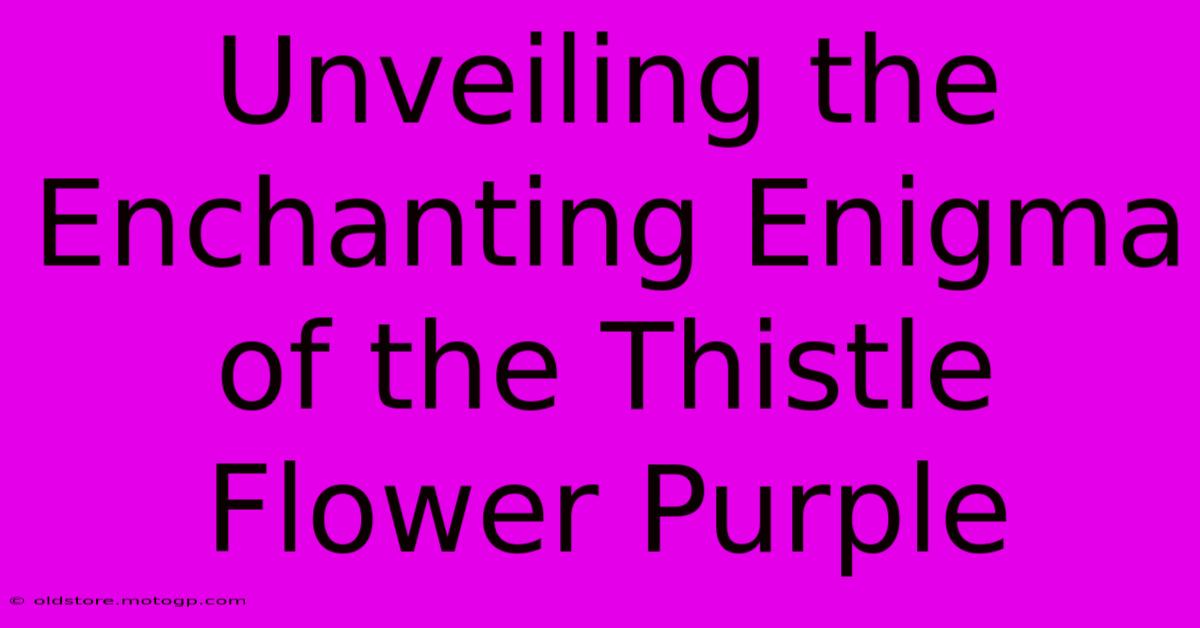 Unveiling The Enchanting Enigma Of The Thistle Flower Purple