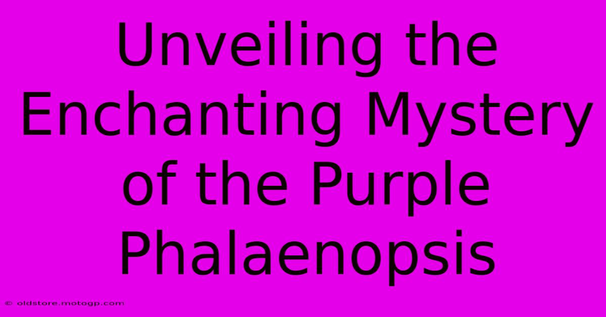 Unveiling The Enchanting Mystery Of The Purple Phalaenopsis