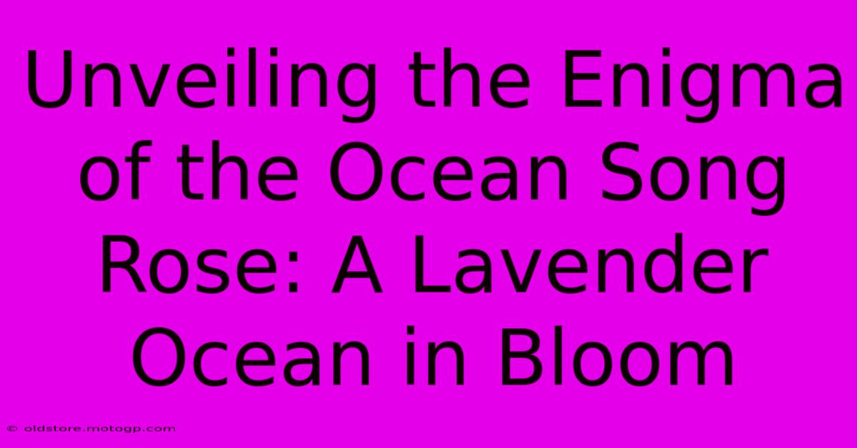 Unveiling The Enigma Of The Ocean Song Rose: A Lavender Ocean In Bloom