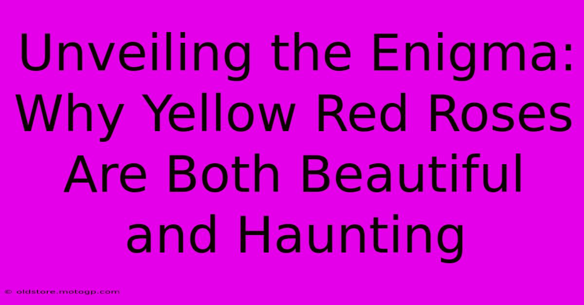 Unveiling The Enigma: Why Yellow Red Roses Are Both Beautiful And Haunting