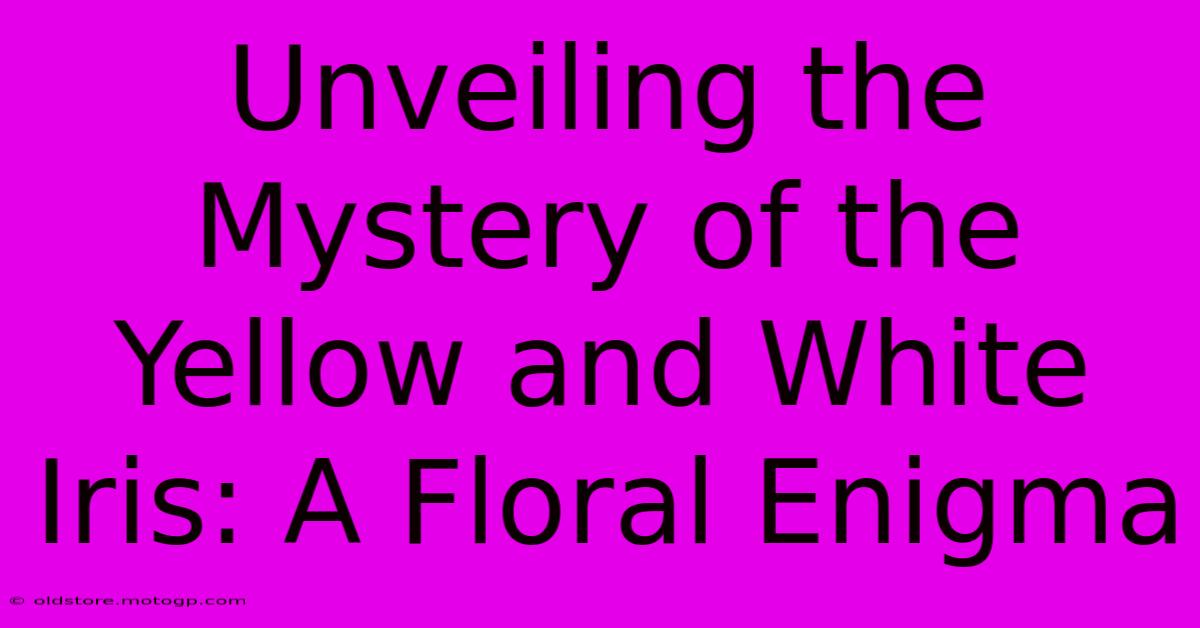 Unveiling The Mystery Of The Yellow And White Iris: A Floral Enigma