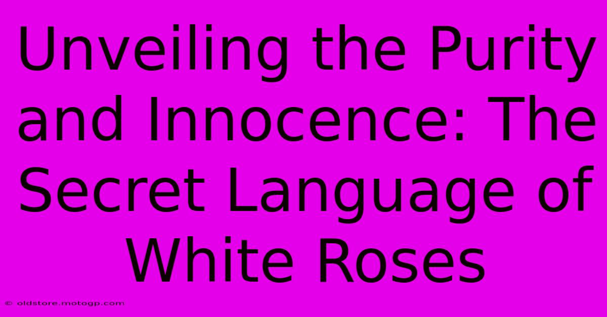 Unveiling The Purity And Innocence: The Secret Language Of White Roses