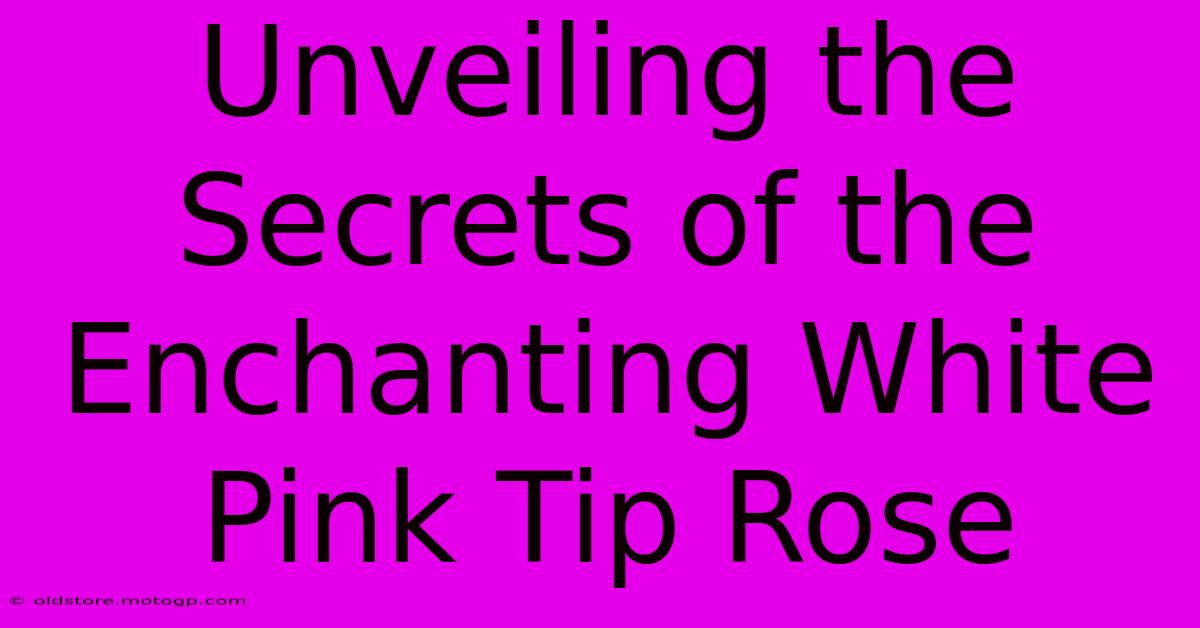 Unveiling The Secrets Of The Enchanting White Pink Tip Rose