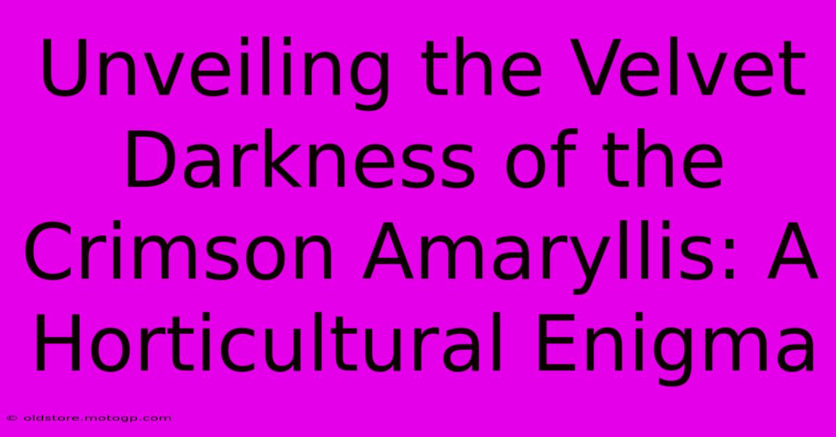 Unveiling The Velvet Darkness Of The Crimson Amaryllis: A Horticultural Enigma