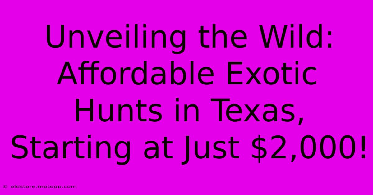 Unveiling The Wild: Affordable Exotic Hunts In Texas, Starting At Just $2,000!