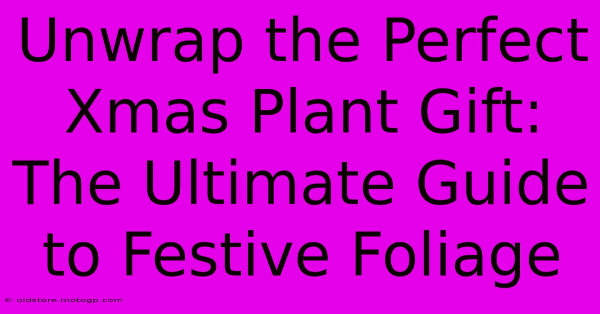 Unwrap The Perfect Xmas Plant Gift: The Ultimate Guide To Festive Foliage