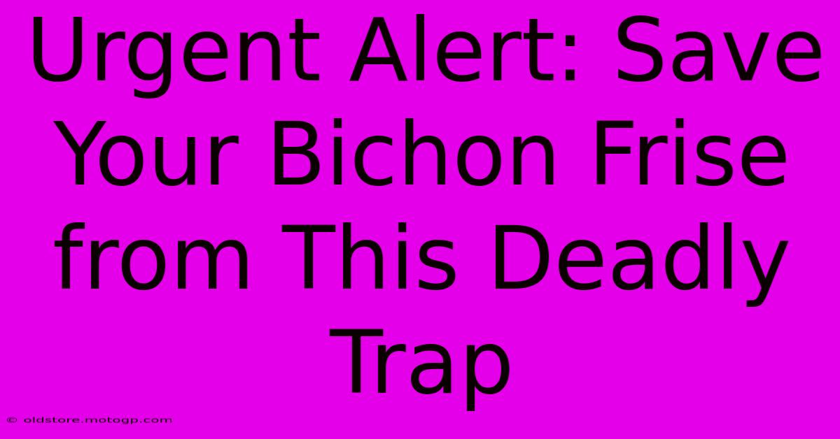 Urgent Alert: Save Your Bichon Frise From This Deadly Trap