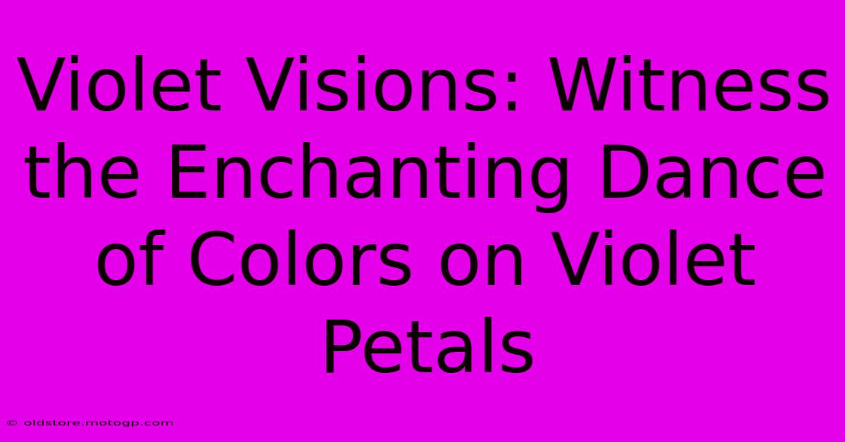 Violet Visions: Witness The Enchanting Dance Of Colors On Violet Petals