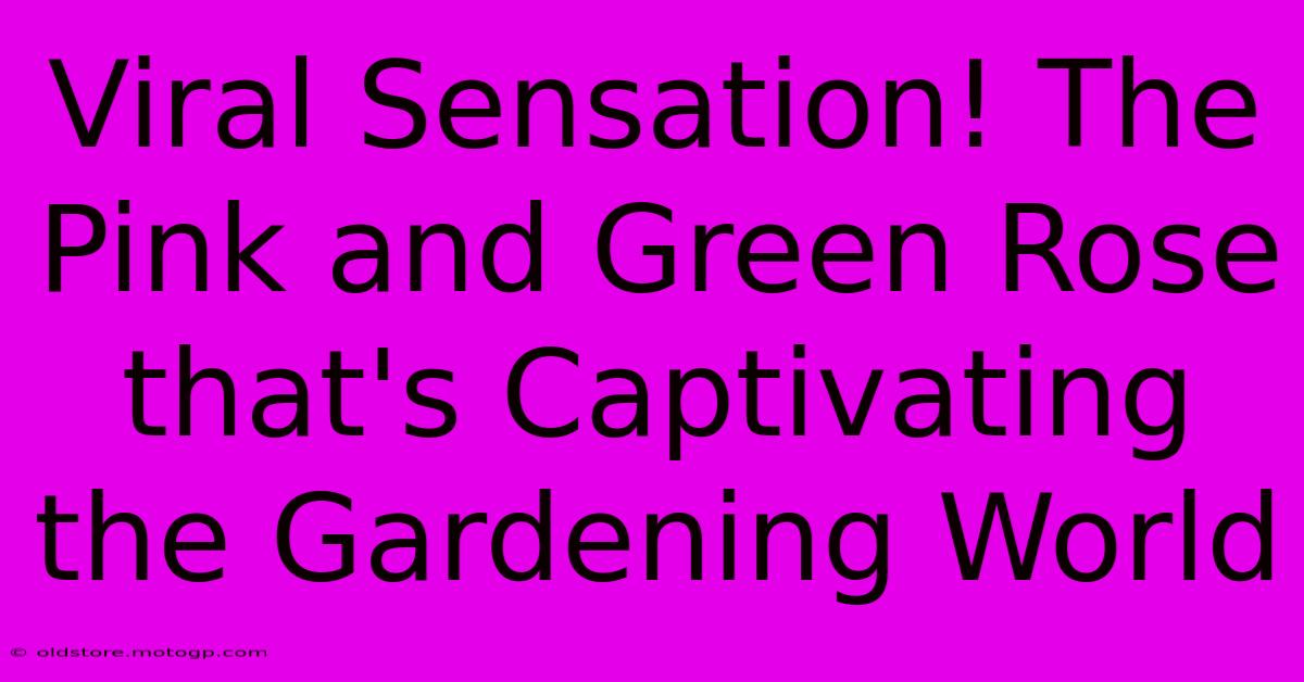 Viral Sensation! The Pink And Green Rose That's Captivating The Gardening World