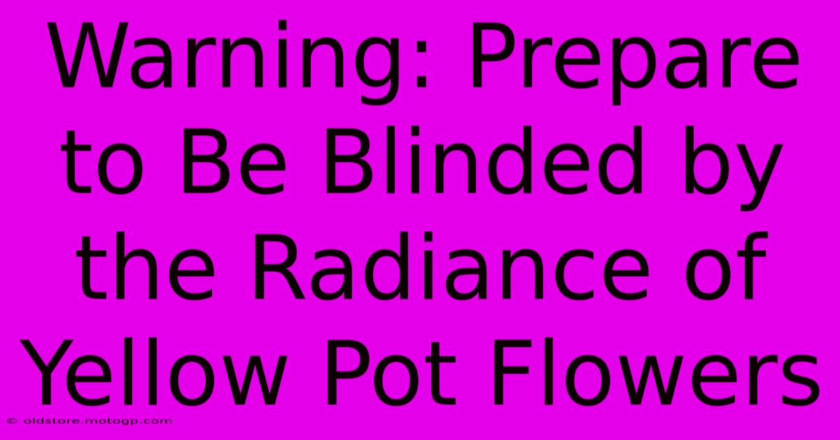 Warning: Prepare To Be Blinded By The Radiance Of Yellow Pot Flowers