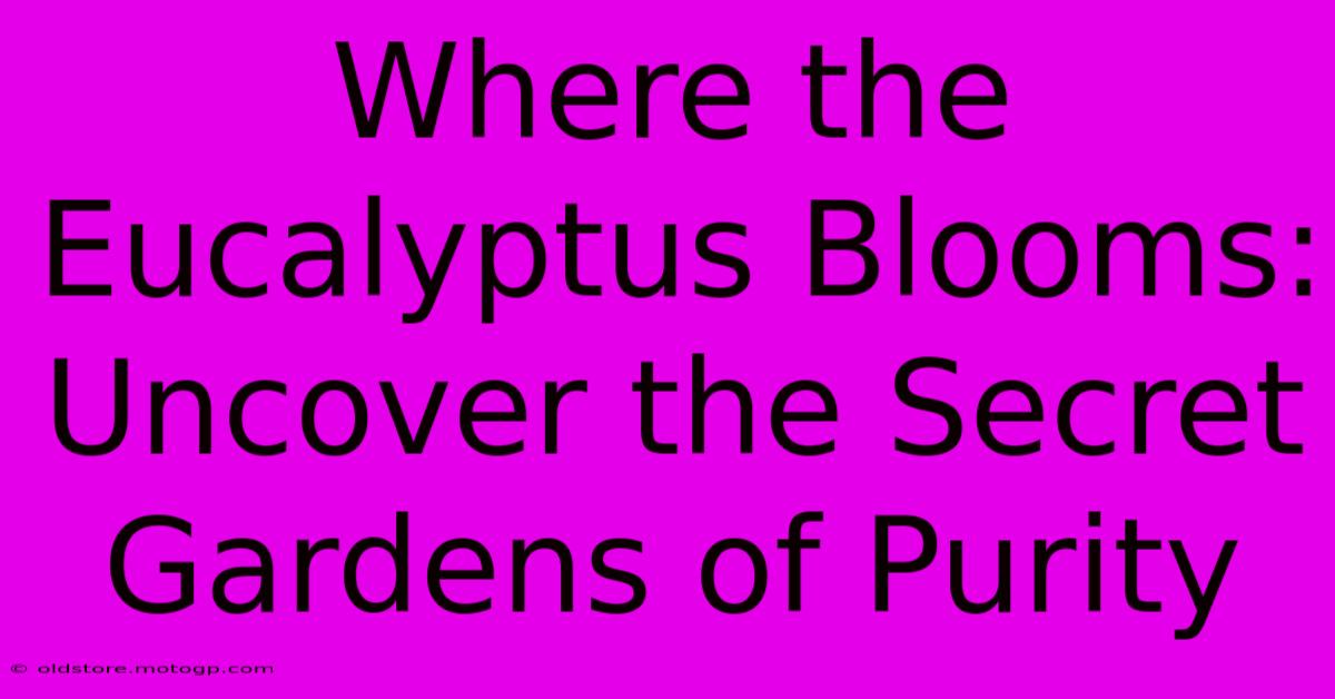 Where The Eucalyptus Blooms: Uncover The Secret Gardens Of Purity