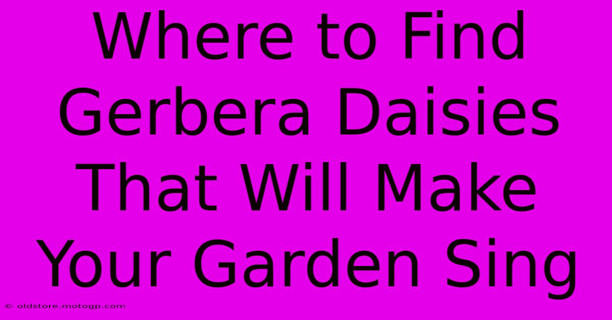 Where To Find Gerbera Daisies That Will Make Your Garden Sing