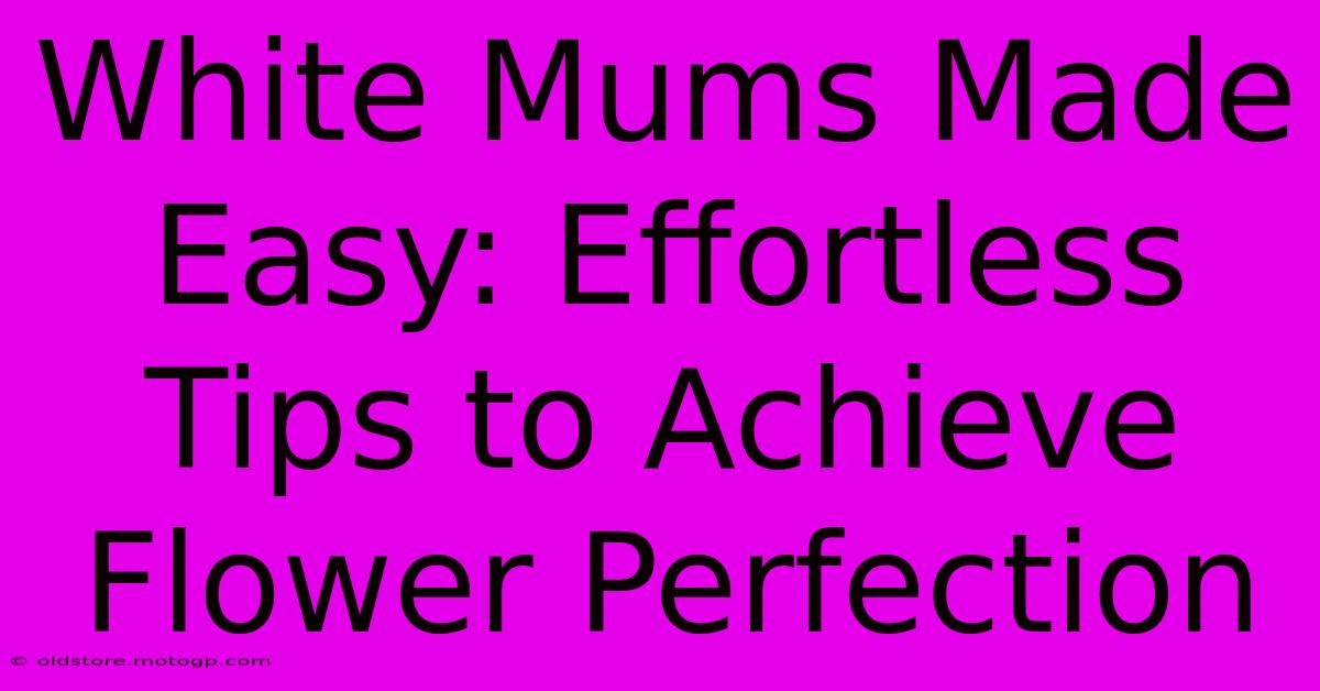 White Mums Made Easy: Effortless Tips To Achieve Flower Perfection