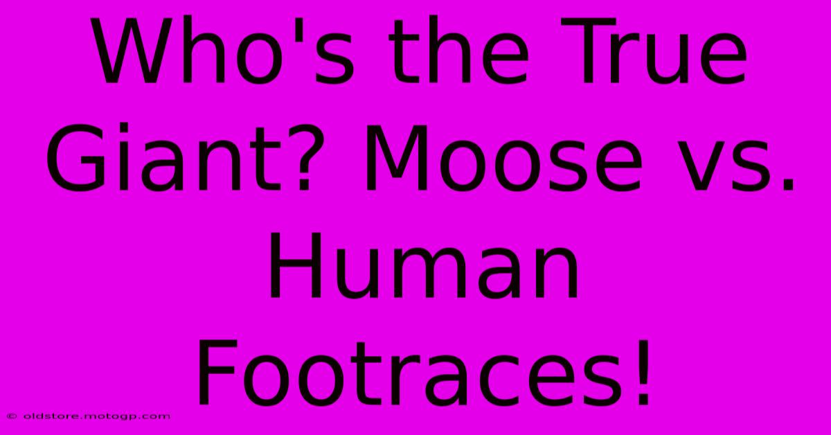 Who's The True Giant? Moose Vs. Human Footraces!