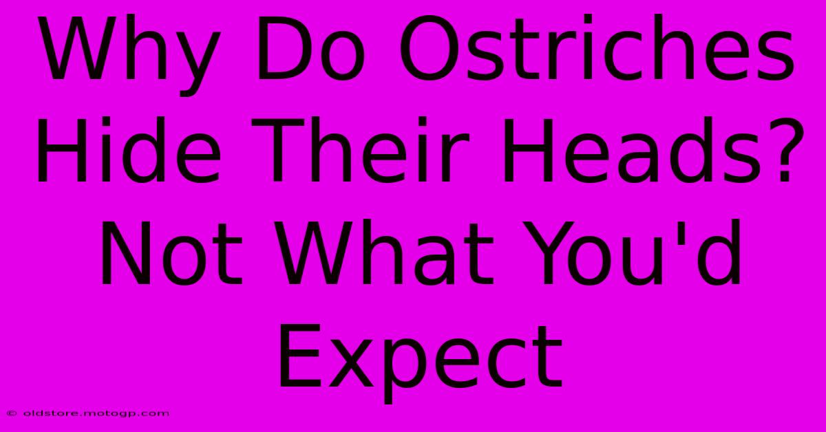 Why Do Ostriches Hide Their Heads? Not What You'd Expect