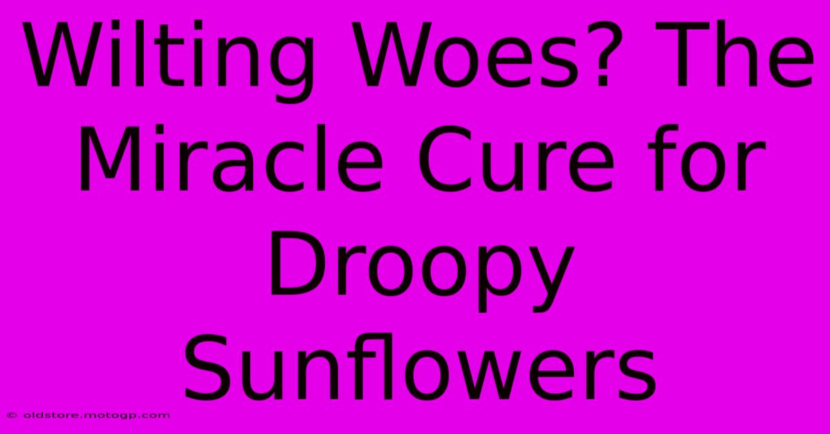 Wilting Woes? The Miracle Cure For Droopy Sunflowers