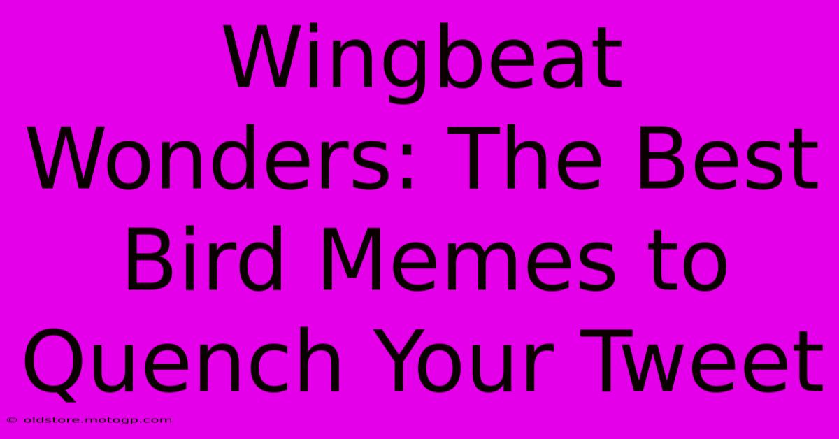 Wingbeat Wonders: The Best Bird Memes To Quench Your Tweet