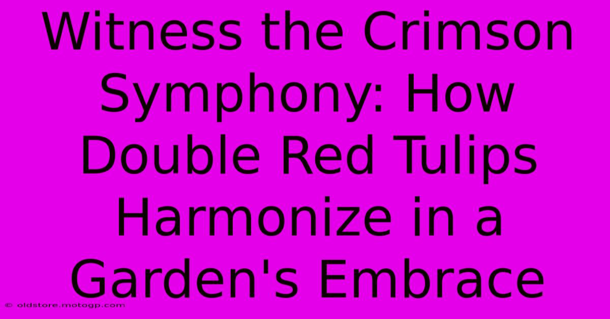 Witness The Crimson Symphony: How Double Red Tulips Harmonize In A Garden's Embrace