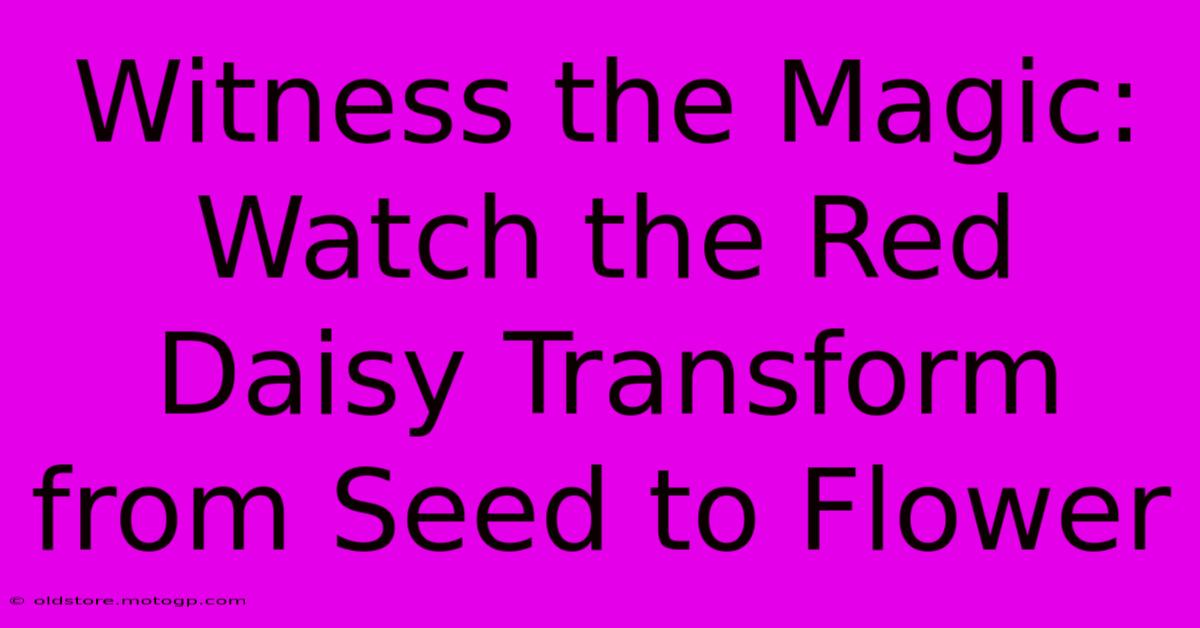 Witness The Magic: Watch The Red Daisy Transform From Seed To Flower