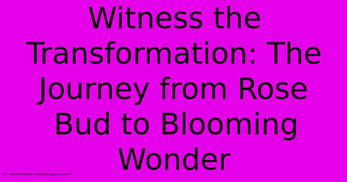 Witness The Transformation: The Journey From Rose Bud To Blooming Wonder